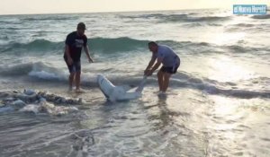 2 touristes interviennent pour sauver un requin échoué sur la plage
