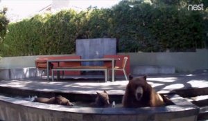 Quand tu trouves des intrus dans ta fontaine de jardin : famille d'ours