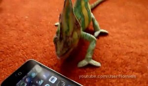 Un caméléon qui déteste les smartphones