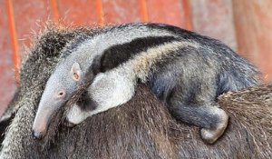 Naissance d'un bébé fourmilier au zoo de Francfort
