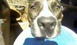 Un chien a kidnappé cette GoPro dont le résultat est exceptionnel