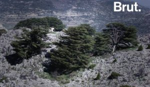 Le cèdre, emblème du Liban, est menacé...