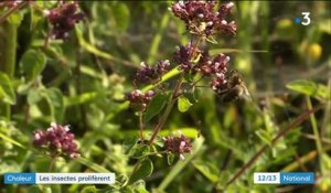 Canicule : à cause de la chaleur, les insectes prolifèrent