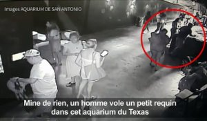 Un requin volé dans un aquarium au Texas