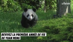 Le panda de Beauval fête sa première année