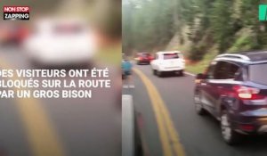 États-Unis : Un homme défie un bison dans le parc de Yellowstone (Vidéo)