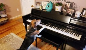 Hilarant : ce chien chante et joue du piano mais le bébé n'apprécie pas !