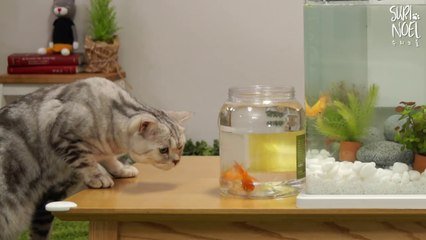 Installation D Un Aquarium Devant Des Chats Trop Curieux Sur Orange Videos