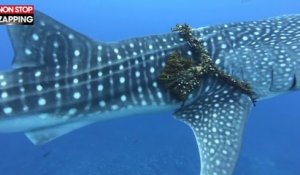 Des plongeurs sauvent un requin-baleine pris dans une corde (vidéo)
