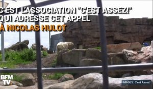 Une pétition pour sauver un ours polaire en captivité sur la Côte d’Azur