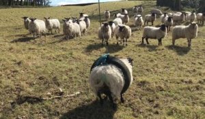 Un mouton fait de la balançoire