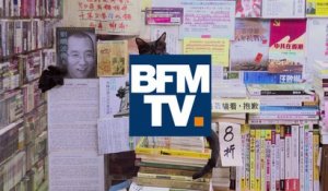 Au Japon, une librairie recueille les chats errants