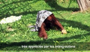 Les animaux du zoo de Vienne luttent contre la chaleur de l'été