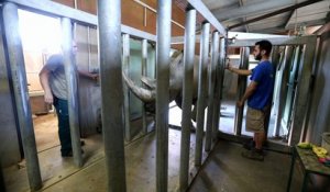 Peaugres : aux petits soins pour les rhinocéros