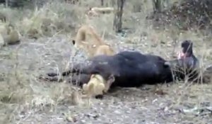 Un jeune lion trop gourmand se coince la tête dans une carcasse de buffle