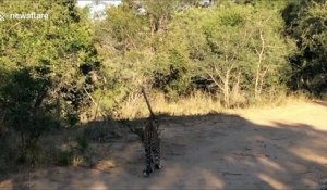 Afrique du Sud : Un léopard tente d'attraper un oiseau