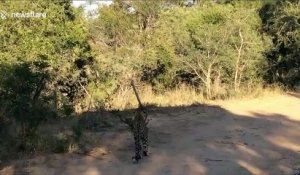 Un léopard en chasse tente de capturer un oiseau... Raté
