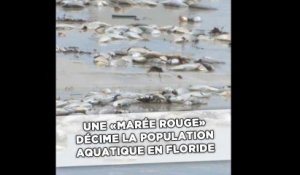 Une «marée rouge» décime la population aquatique en Floride