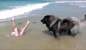 Persuadé qu'elle se noie, ce chien traîne une fillette jusqu'à la plage