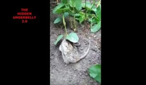 Ce rat a une plante qui lui pousse sur le dos