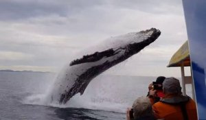 Impressionnant : une baleine saute hors de l'eau et éclabousse des touristes