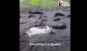 Un veau se retrouve piégé dans la boue, entouré par des alligators