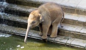 Un bébé éléphant adorable découvre les joies de la baignade