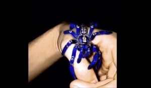 Une araignée rare et magnifique : tarentule bleue luminescente