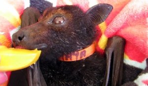 Quoi de plus adorable qu'une chauve-souris qui mange une mangue