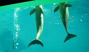Ces dauphins viennent respirer l'oxygène d'un tuyau dans l'aquarium