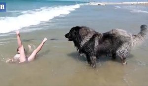 En Normandie, un chien extrait une fillette de l'eau pour la sauver