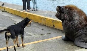 Quand des chiens rencontrent deux énormes lions de mer