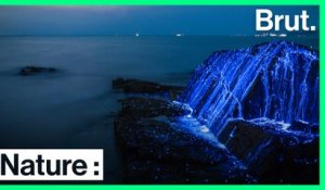 La bioluminescence est visible partout à travers le monde
