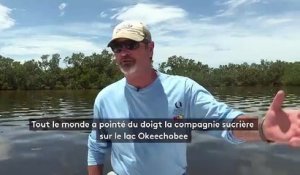 Floride : invasion d'algues vertes