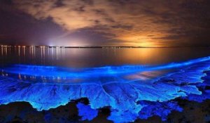Elle filme un phénomène naturel féérique de bioluminescence sur une plage en Australie