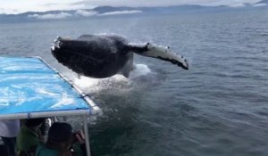Ces touristes vont assister au plus beau saut de baleine vu en Alaska