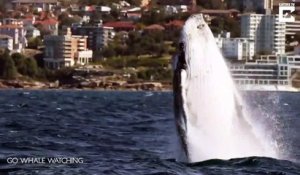 Une baleine fait le show devant des touristes émerveillés... Sauts incroyables