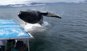 Une baleine bondit très près d'un bateau
