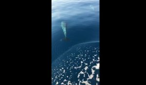 LE CAP D'AGDE - Un banc de dauphins filmé à proximité des côtes