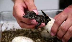 Royan: Naissance de bébés crocodiles nains d'Afrique