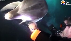 Un dauphin vient demander de l'aide à des plongeurs
