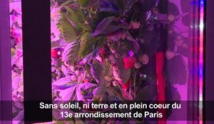 Paris: sans soleil ni terre, des fraises poussent en containers