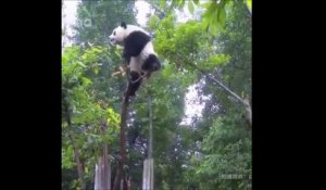 Ce panda veut grimper bien trop haut dans l'arbre... Et bim