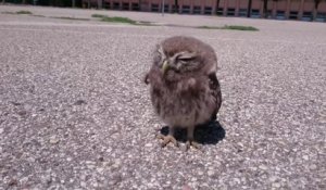 Il Trouve 2 Bebes Chouettes Dans Un Grenier Terrifiant Sur Orange Videos