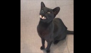 Un chat-vampire