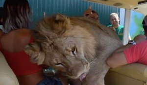 Un gentil lion saute dans une voiture de touriste pendant un safari