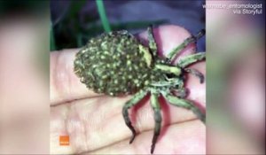 Effrayant ou trop mignon : Une maman araignée transporte des dizaines de ses petits sur son dos