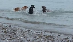 Un lion de mer joue avec 2 chiens dans la mer