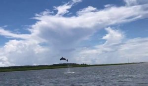 Un dauphin fait des sauts incroyable devant les touristes