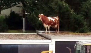 Une vache atterrit sur un toit... Comment c'est possible???